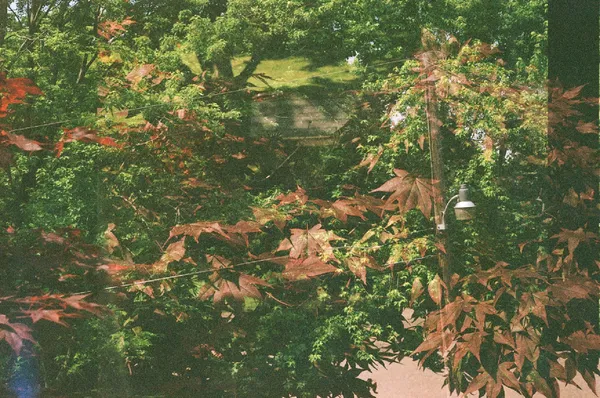 Green and reddish brown leaves double exposure thumbnail