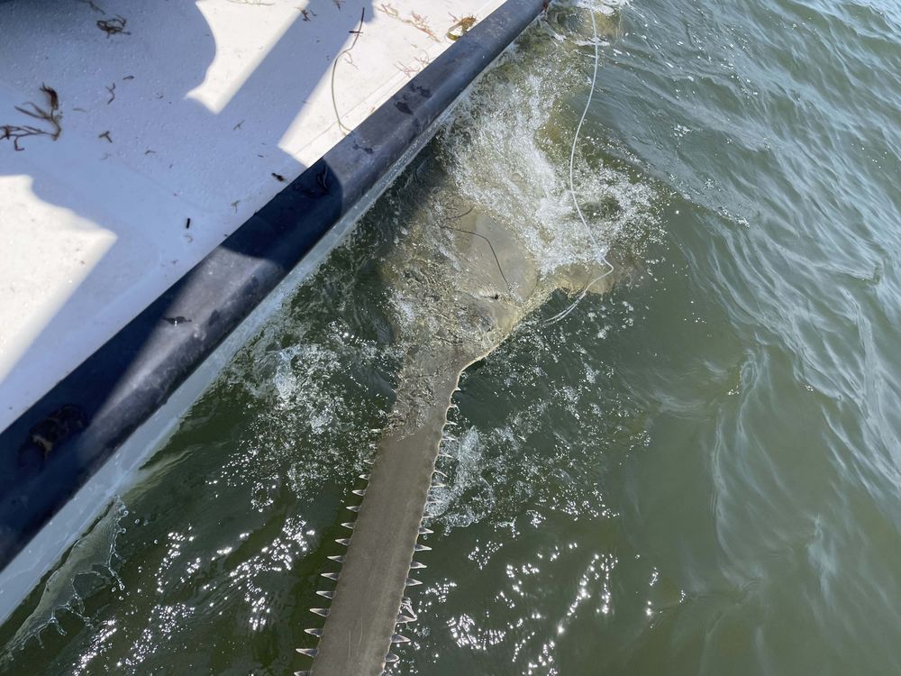 a sawfish in the water next to a boat, showing its toothed nose