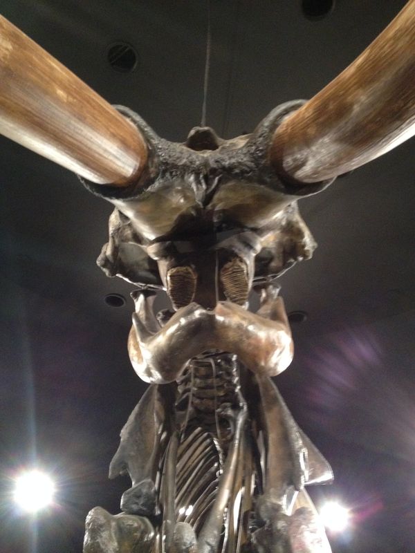 Mammoth Bones - La Brea Tar Pits thumbnail