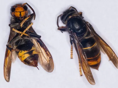 The yellow-legged hornet, native to Southeast Asia, has invaded other parts of Asia and Europe and feeds on insects, including honeybees.