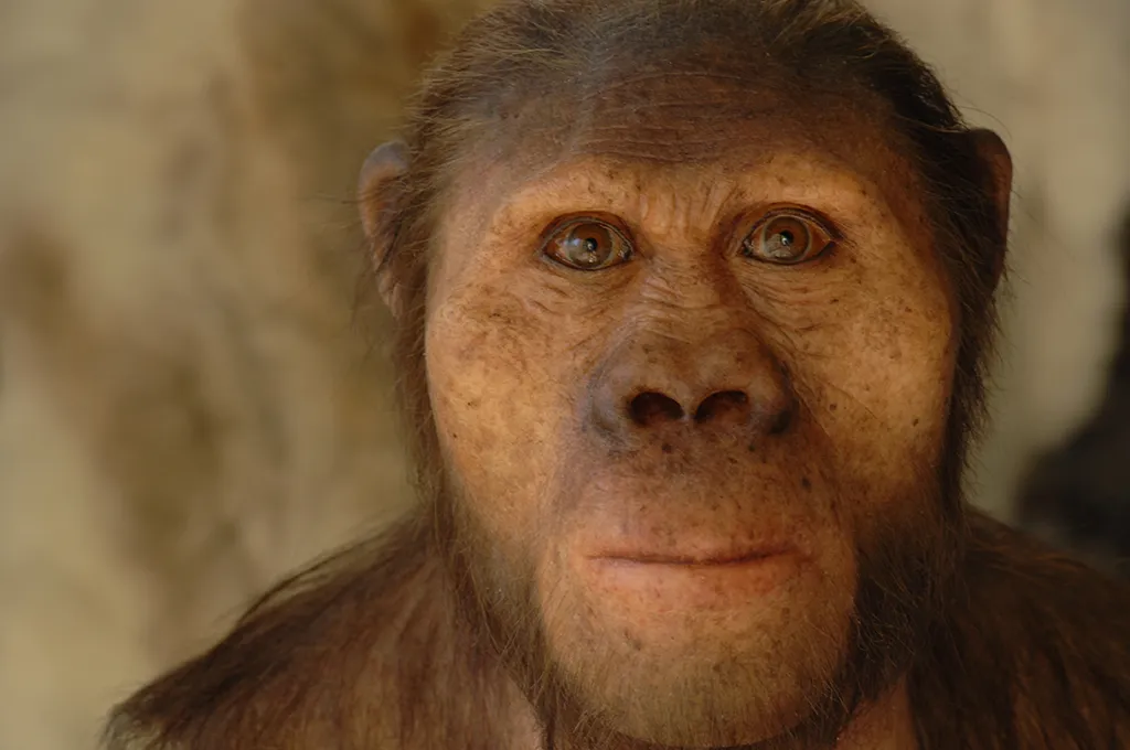 Australopithecus africanus