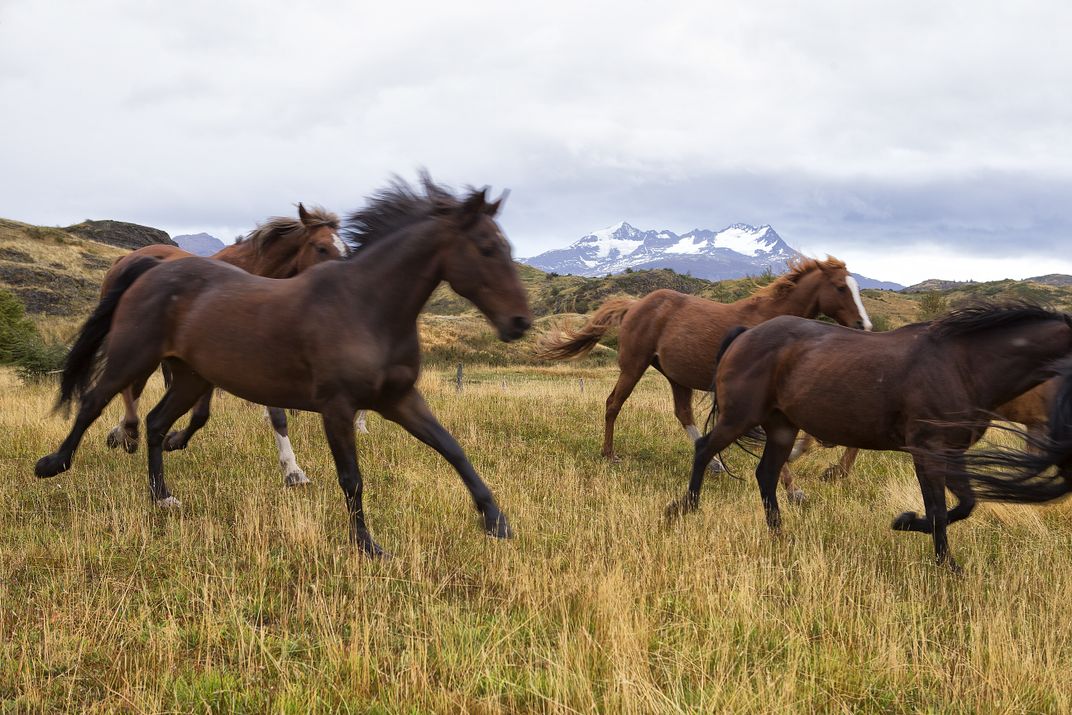 Horses in Argentina Smithsonian Photo Contest Smithsonian Magazine