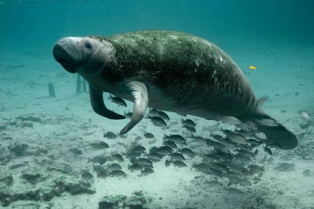 A manatee seen underwater. These slow-moving, sea grass-munching marine mammals are incredibly docile, which leaves them vulnerable to harassment and boat propellers.