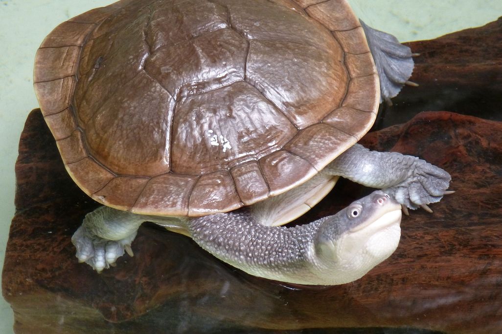 Chelodina mccordi