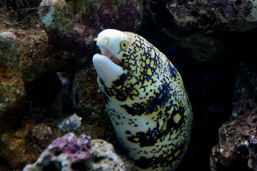 snowflake moray eel
