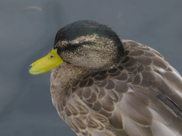 A duck’s portrait thumbnail