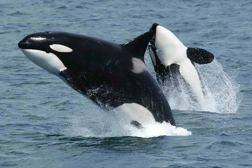 Orcas Breaching