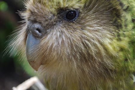 Sirocco, currently MIA, has helped millions connect with the island’s endangered wildlife.