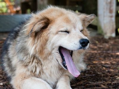 New research shows that, like humans, dogs are prone to yawning when they see someone else do it—and they yawn most frequently in response to their owner.