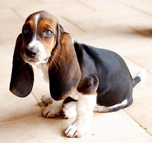 Basset Hound puppy