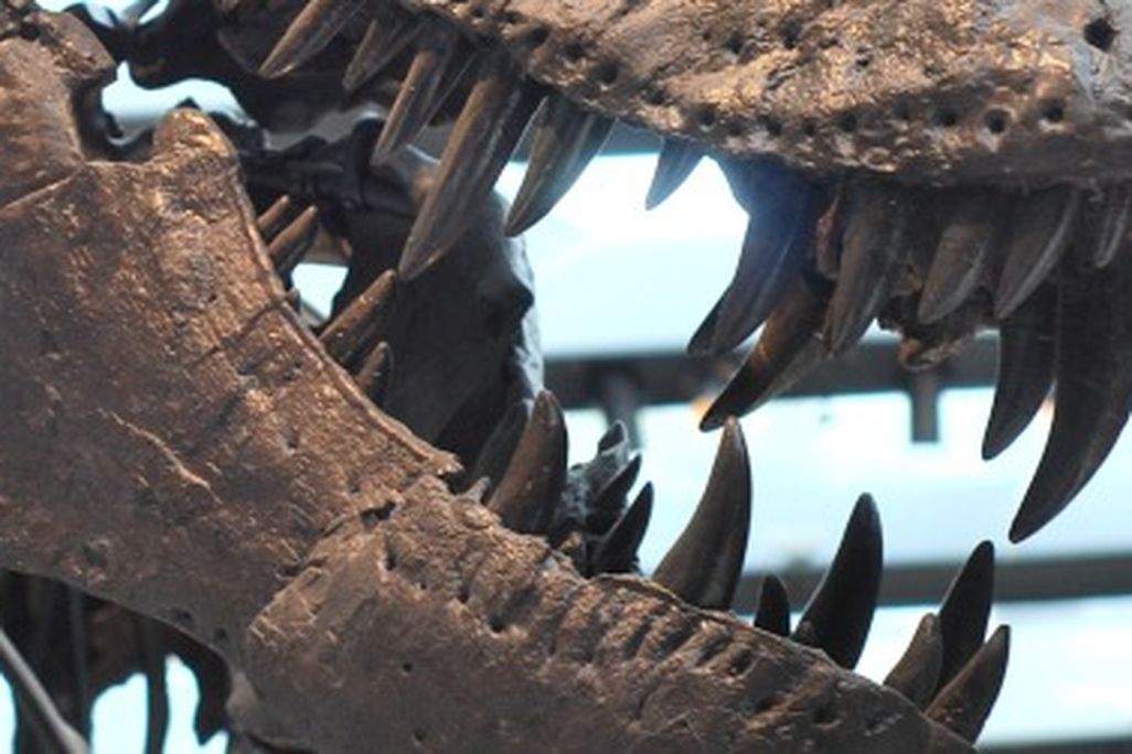 Thomas the T. rex, a lovely reconstruction at the Natural History Museum of Los Angeles.