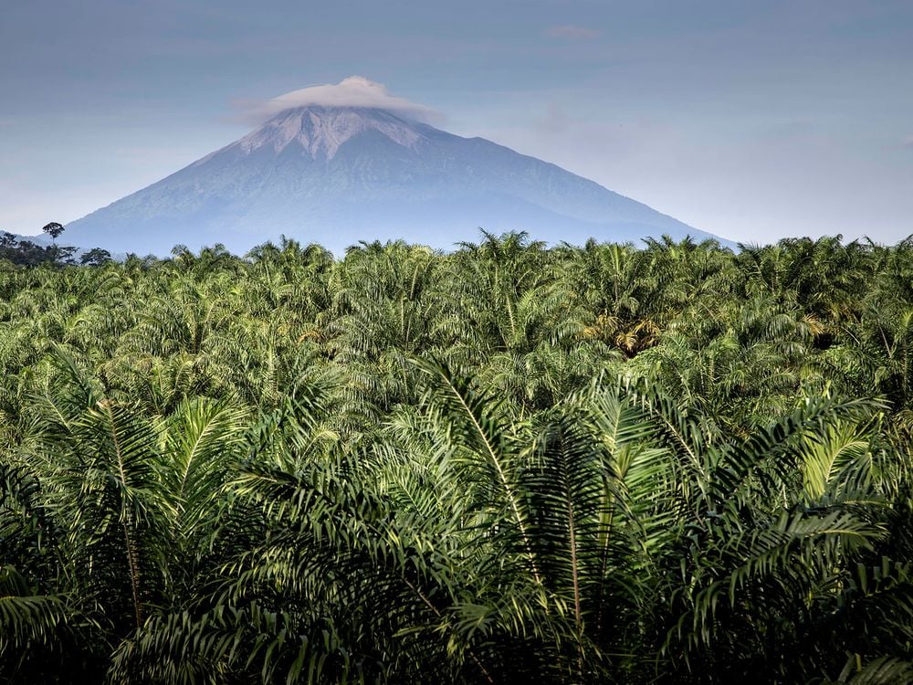 Palm Trees in Indonesia