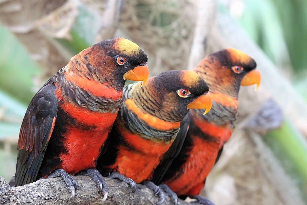 Three brightly colored birds sitting on a branch next to each other