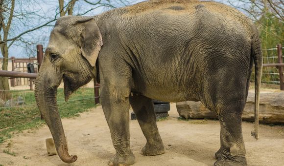 Asian elephant standing in a sandy patch at an outdoor zoo exhibit