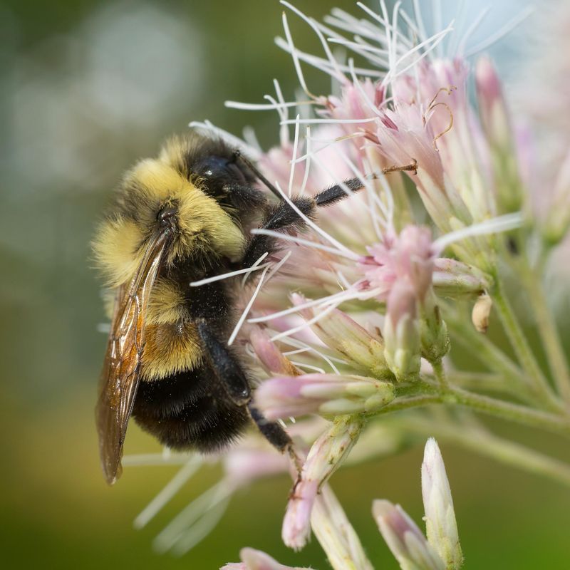 Chasing bumble bees on a patch of prairie