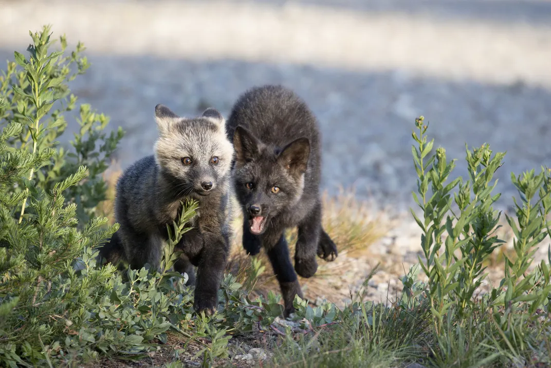 Two-month-old siblings at play. Kits in the same litter can have different coat colors. The female, on the right, is black and silver; the male is a “cross phase” mix of black and tan.