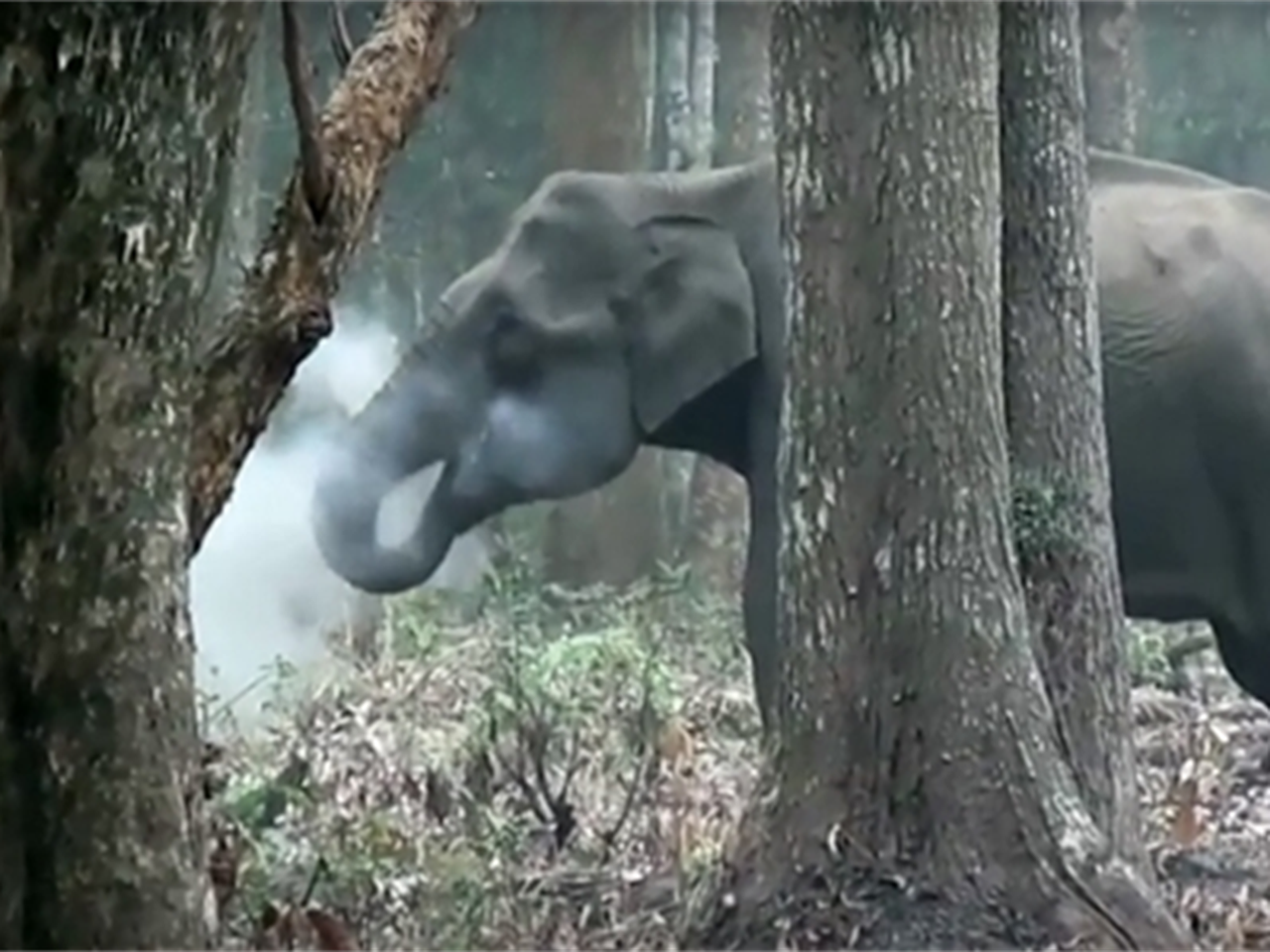 elephant butts chewing tobacco Old Reliable : r/funny Elephant Butts