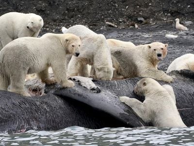 Polar bears are shown scavenging on the carcass of a dead bowhead whale that washed ashore on Wrangel Island, Russia.