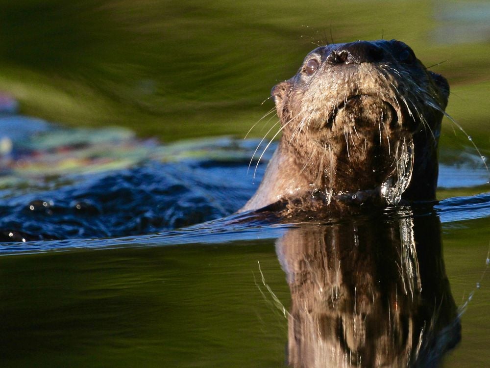 Otter surprise | Smithsonian Photo Contest | Smithsonian Magazine