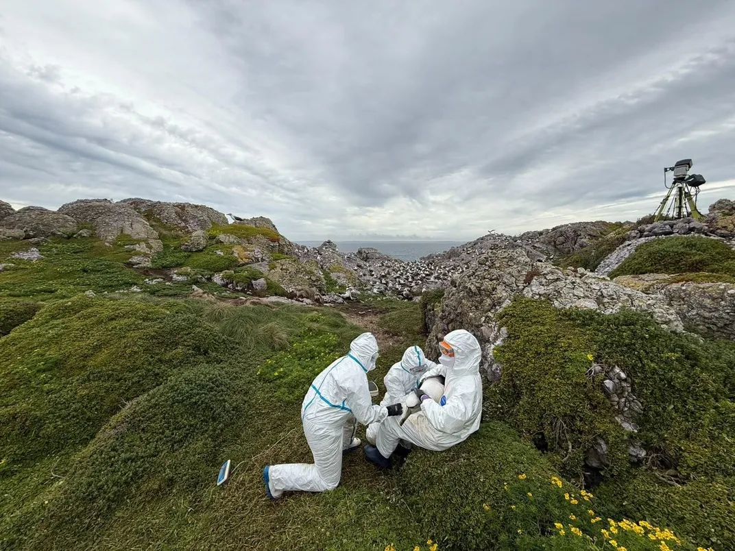 Three people wearing white hazmat suits sitting on a grassy knoll holding a bird