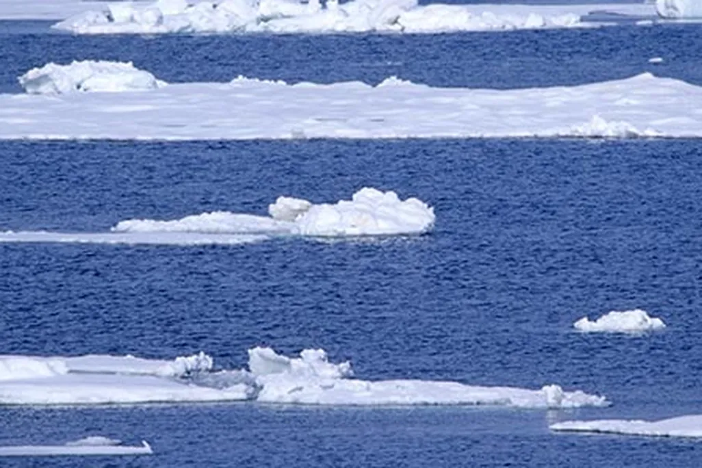Polar bear on melting glacier