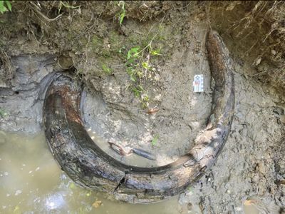 This specimen is the first complete tusk of its kind found in Mississippi.