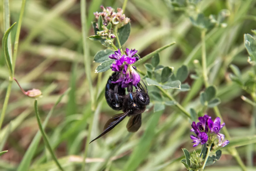 Blue and Black Carpenter Bee | Smithsonian Photo Contest ...