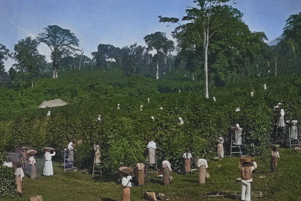 Coffee Harvesting
