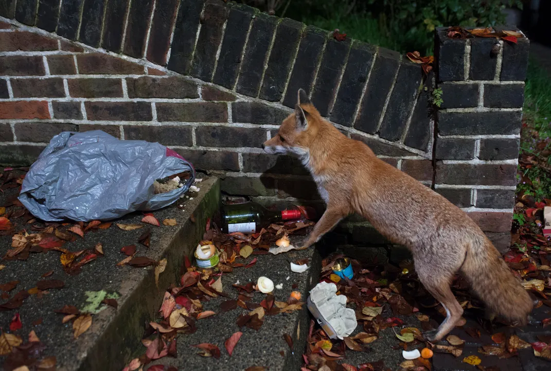 Foxes and Coyotes are Natural Enemies. Or Are They?