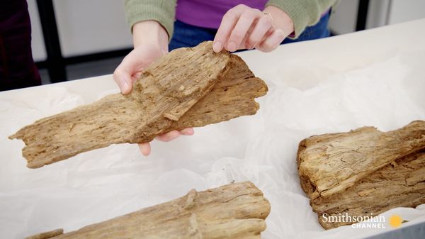 Preview thumbnail for This 11,000-Year-Old Piece of Wood Is More Than It Seems
