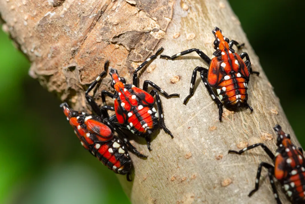 Red insects with white spots and narrow heads on a tree