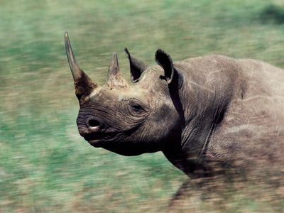 A critically endangered black rhino in Namibia. 