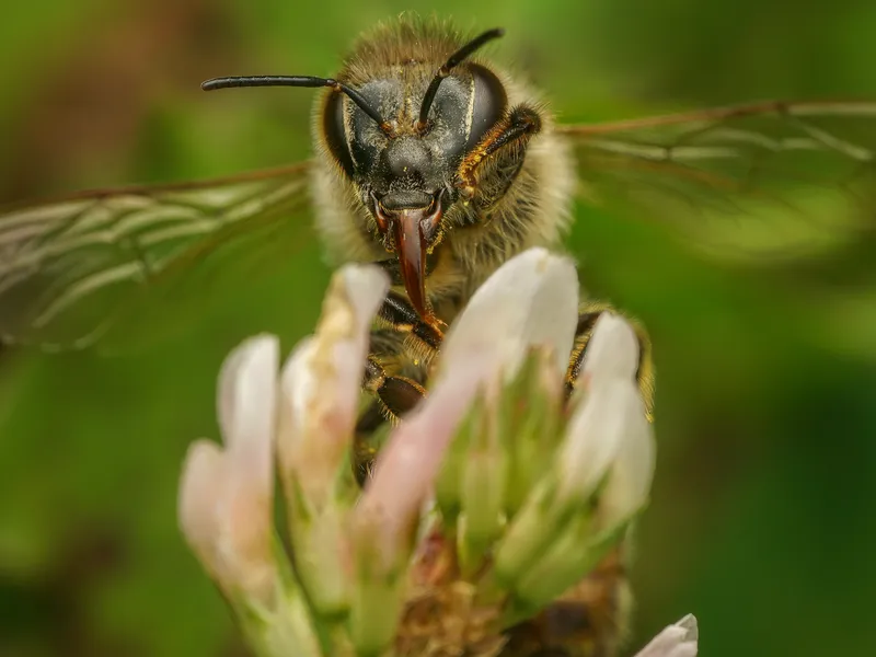 pollen-in-my-eyes-smithsonian-photo-contest-smithsonian-magazine