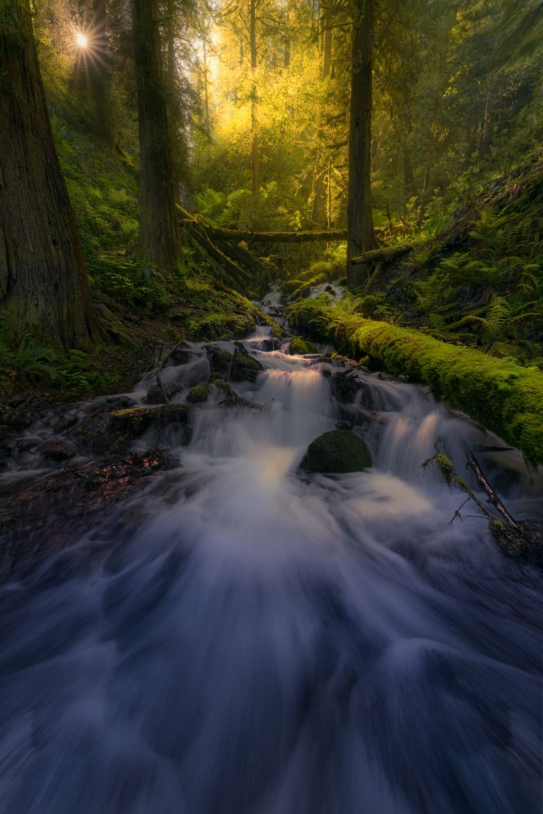 A Mystical Forest scene in the Columbia River Gorge | Smithsonian Photo ...