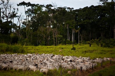 Some 1,280 of these species will lose a quarter or more of their remaining habitat and 350 are projected to lose more than half of the areas they currently call home. 