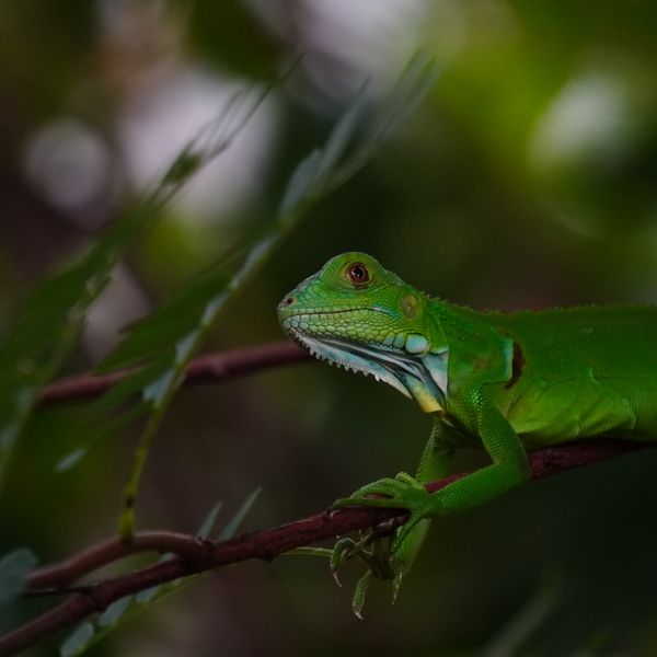 Green Iguana Looking thumbnail