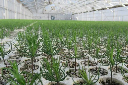 New research says the United States would need to more than double its current seedling production to add 30 billion trees by 2040.