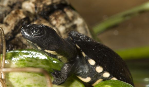 Snake-necked turtle hatchling crawling over leaf