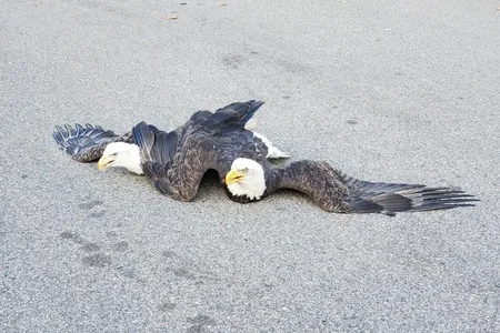 As bald eagle populations shoot up, disputes between the birds of prey do, too, especially near nesting territory.

&nbsp;