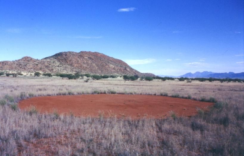 African fairy circle