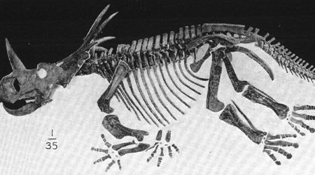 The AMNH skeleton of Styracosaurus, one of the dinosaurs from the upper zone of the Dinosaur Park Formation.