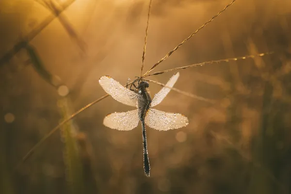 dragonfly in the morning thumbnail