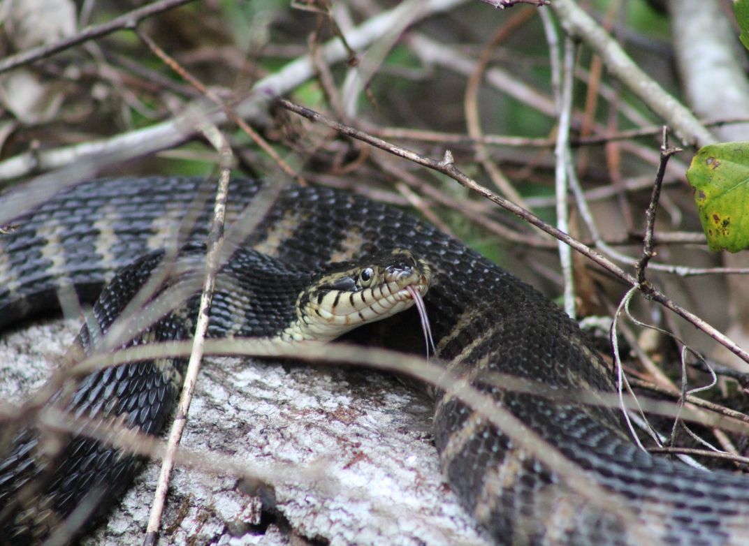 Water Moccasin Sunbathing Smithsonian Photo Contest Smithsonian Magazine