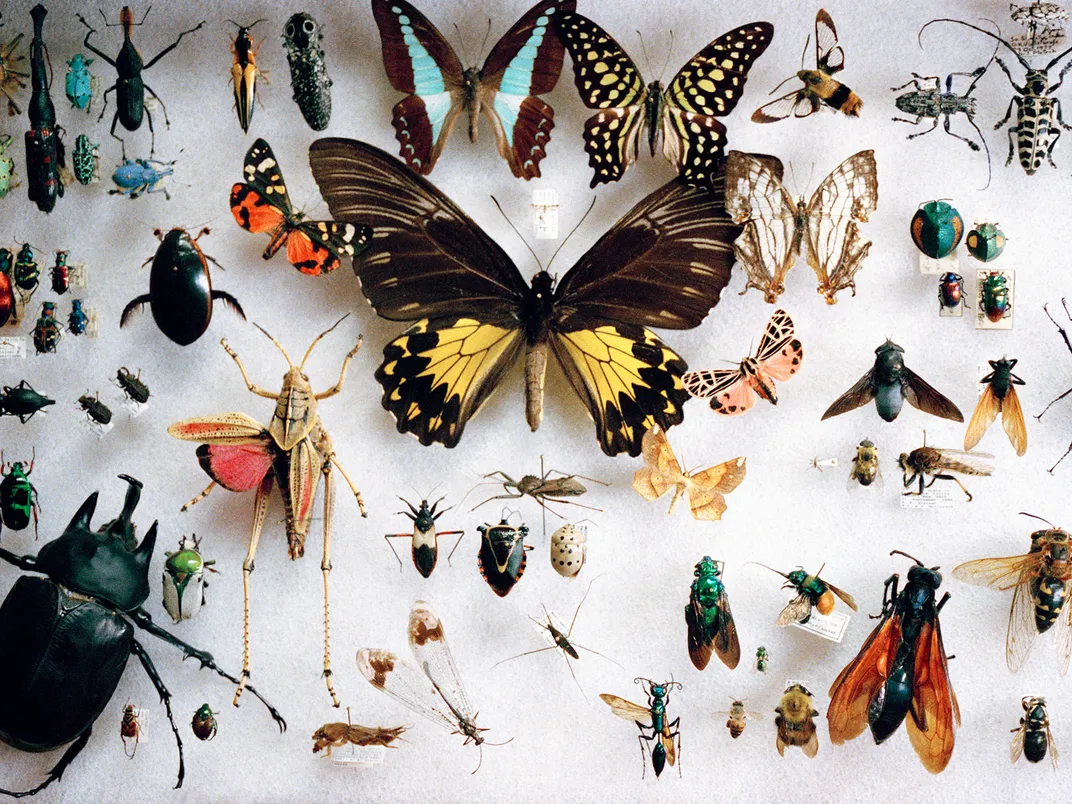 Insects