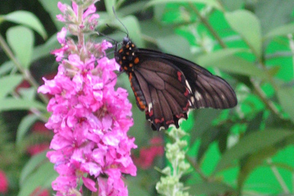20110520104053purpleloosestrife.jpg