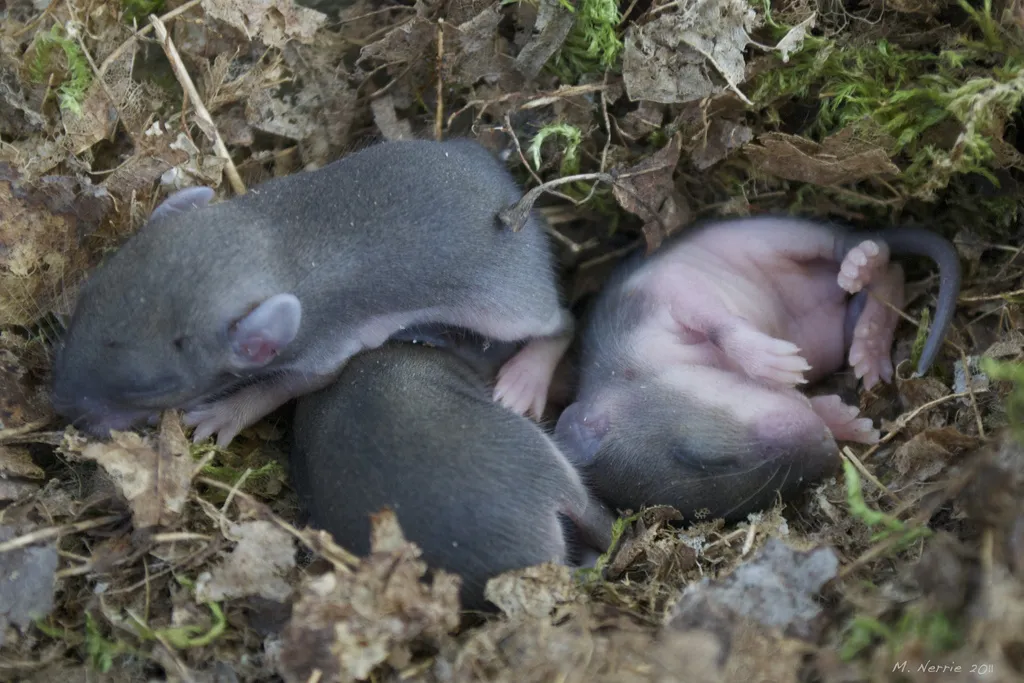 Baby Mice