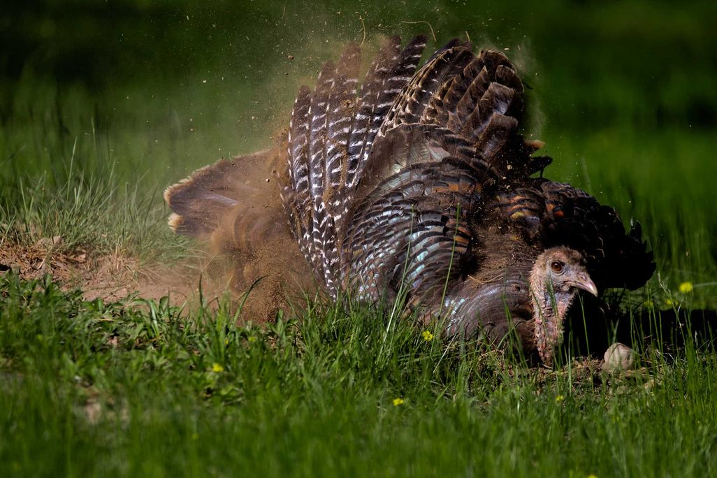 Turkey Dust Bathing