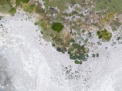 A drone image of a breeding colony of Greater Crested Terns. Researchers used plastic bird decoys to replicate this species in an experiment that compared different ways of counting wildlife.