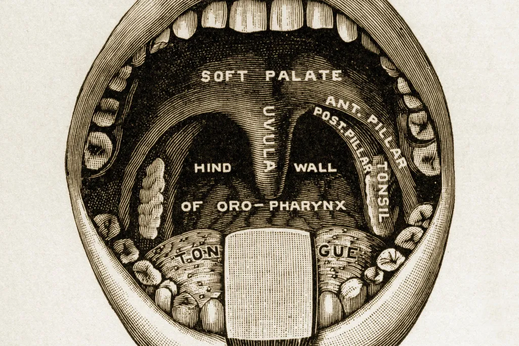 uvula