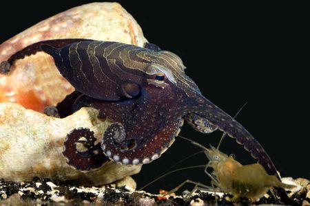 The larger Pacific striped octopus uses unique prankster shoulder-tapping techniques to lure shrimp prey within arms' reach. 